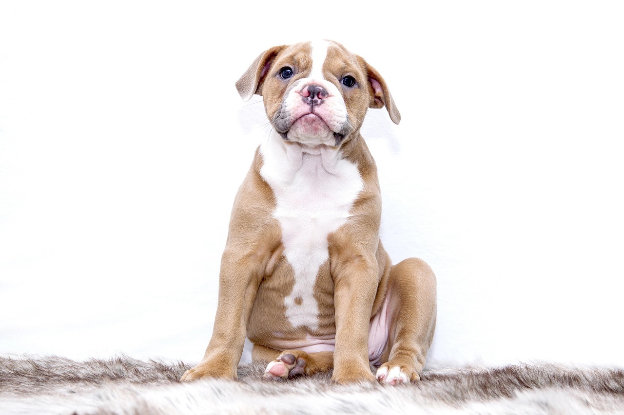 puppy, bulldog, dog, animal, sweet, pet