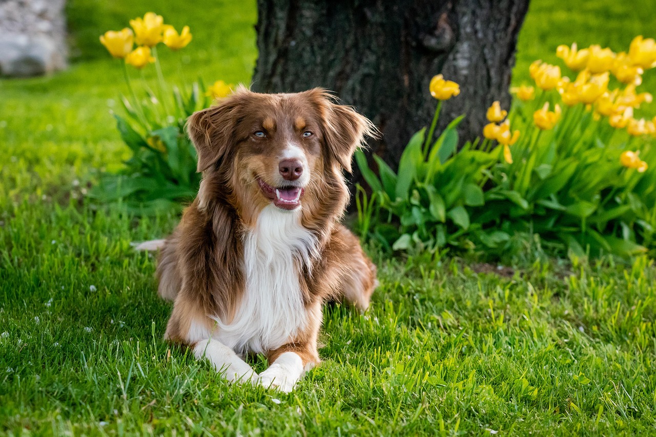 australian shepherd, dog, domestic animal, animal, garden tulips, domestic, pet, mammal, garden, close up, nature, usa, dog breed, lilo